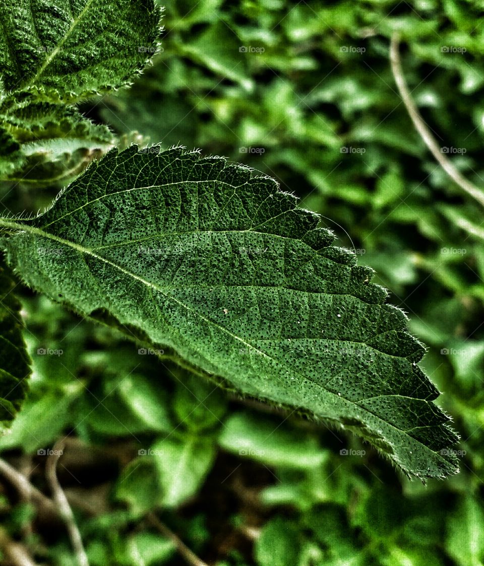 leaf wallpaper (HD quality)
