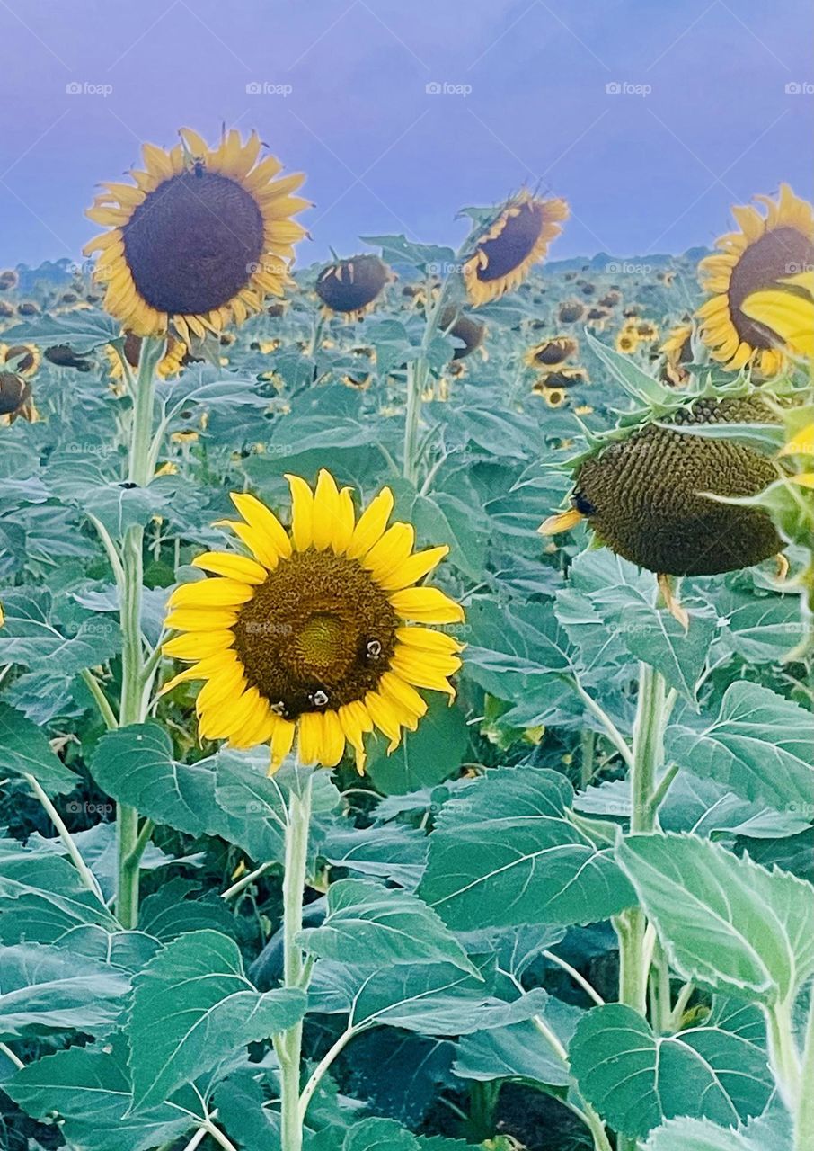 Sunflower Sundays