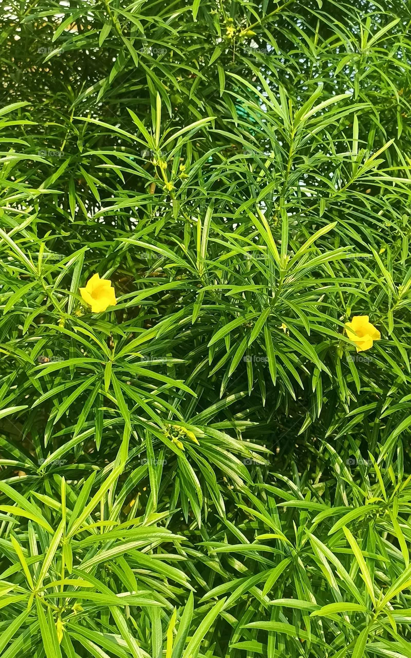 Oleander flower