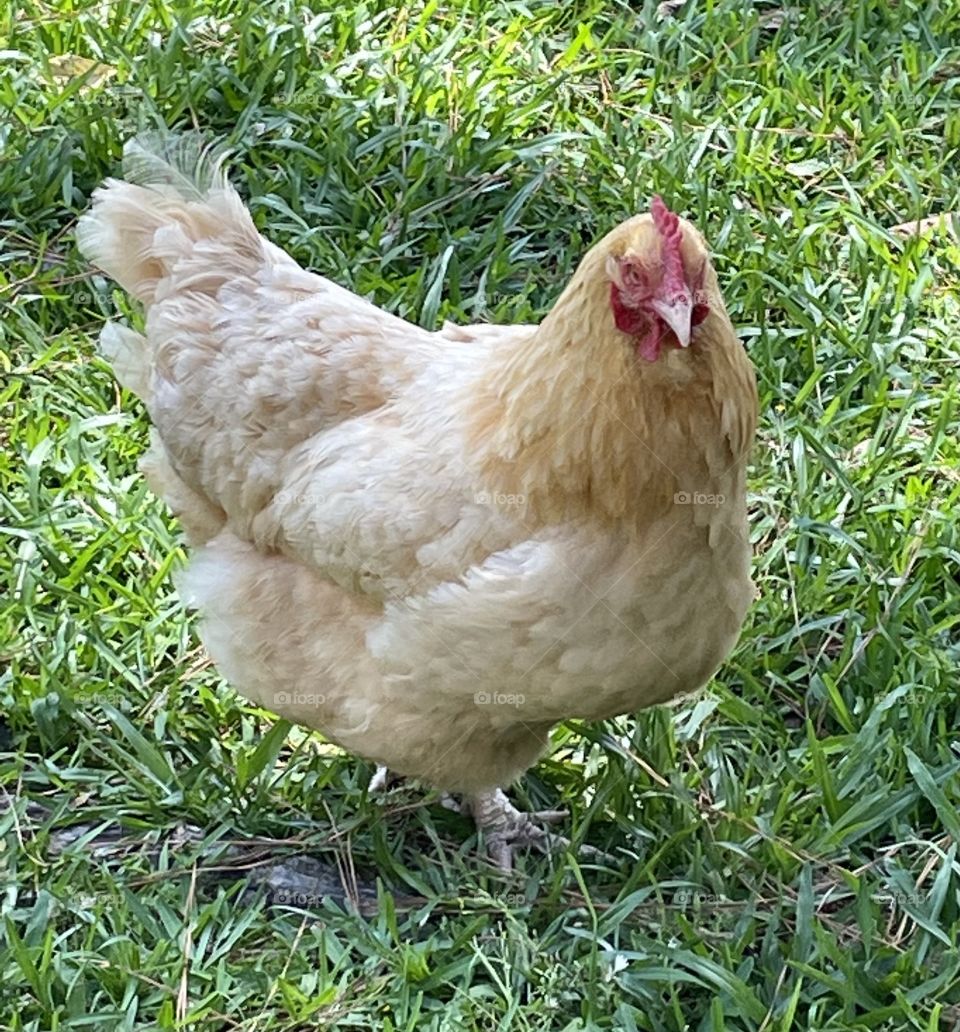 Chicken Life with June 