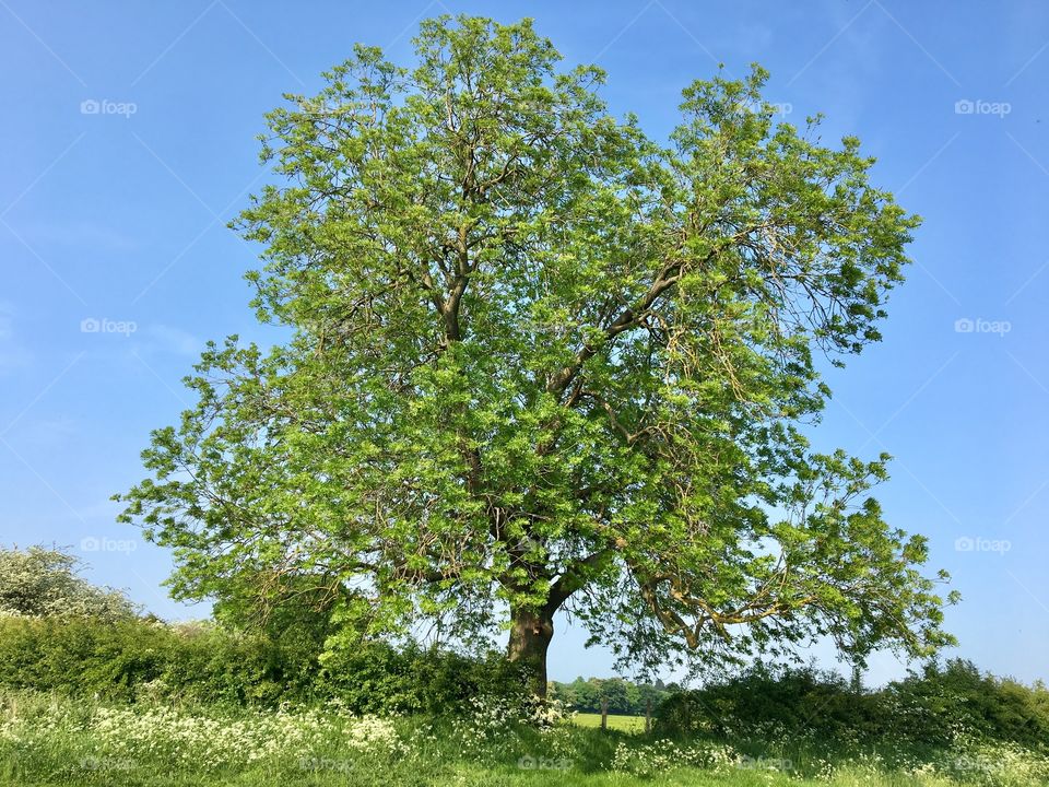 A grand tree in full glory in the month of May .. 