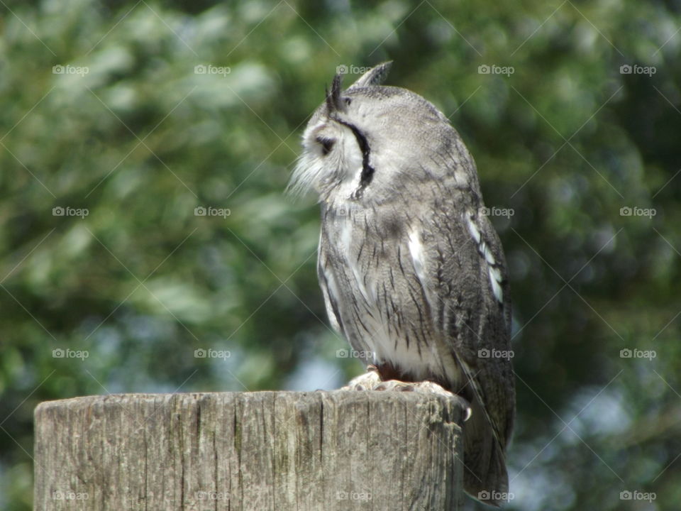 Owl On A Post