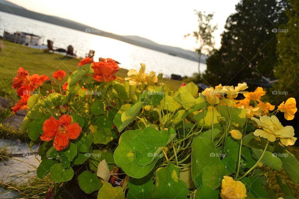 Flowers at the lake. Flowers at the lake, with late sun filtering through as sun sets