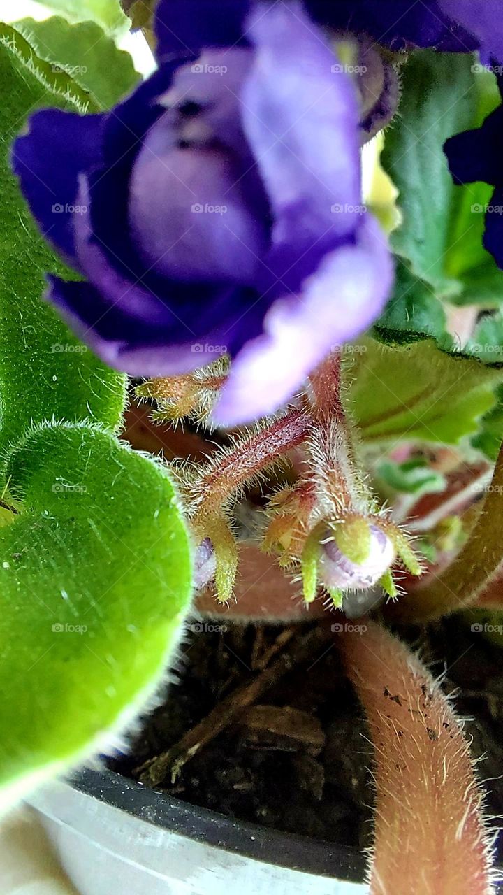 Detalhes de uma violeta,  contraste do verde com o roxo, a textura das folhas, tufo é esplêndido.
