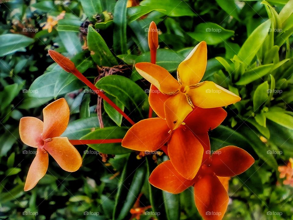 close-up of Soka Flowet