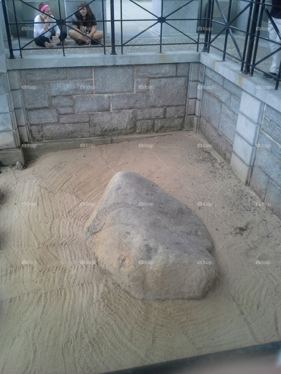 Plymouth  rock