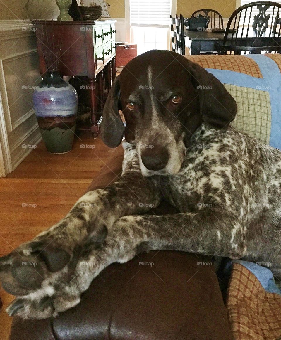 German Shorthaired Pointer