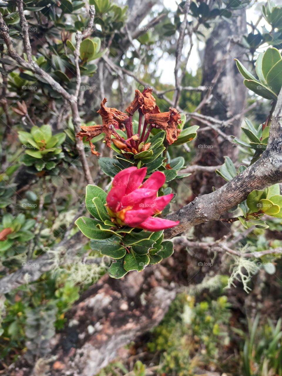 Rhododendron of Mount Kinabalu, Sabah Borneo, Malaysia
