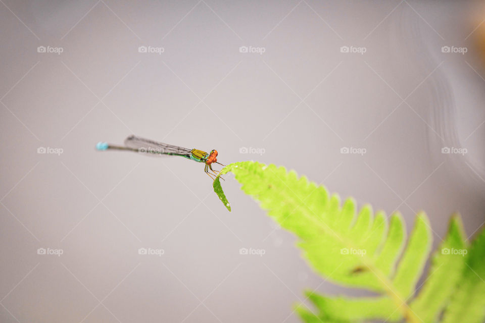 dragonfly perching on the water grass