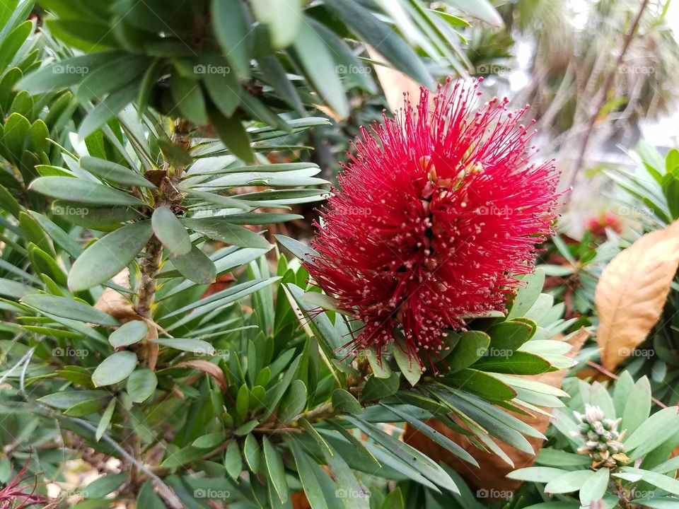 Dwarf Bottle Brush Shrub