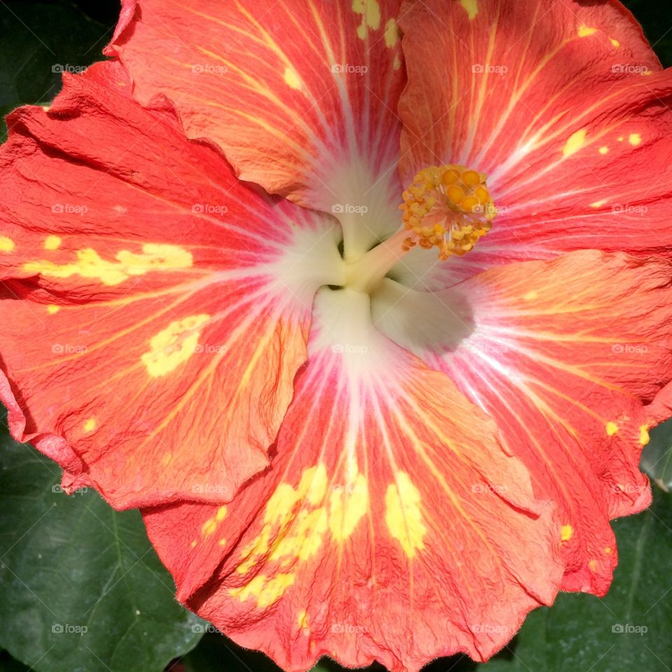 Hibiscus sunshine