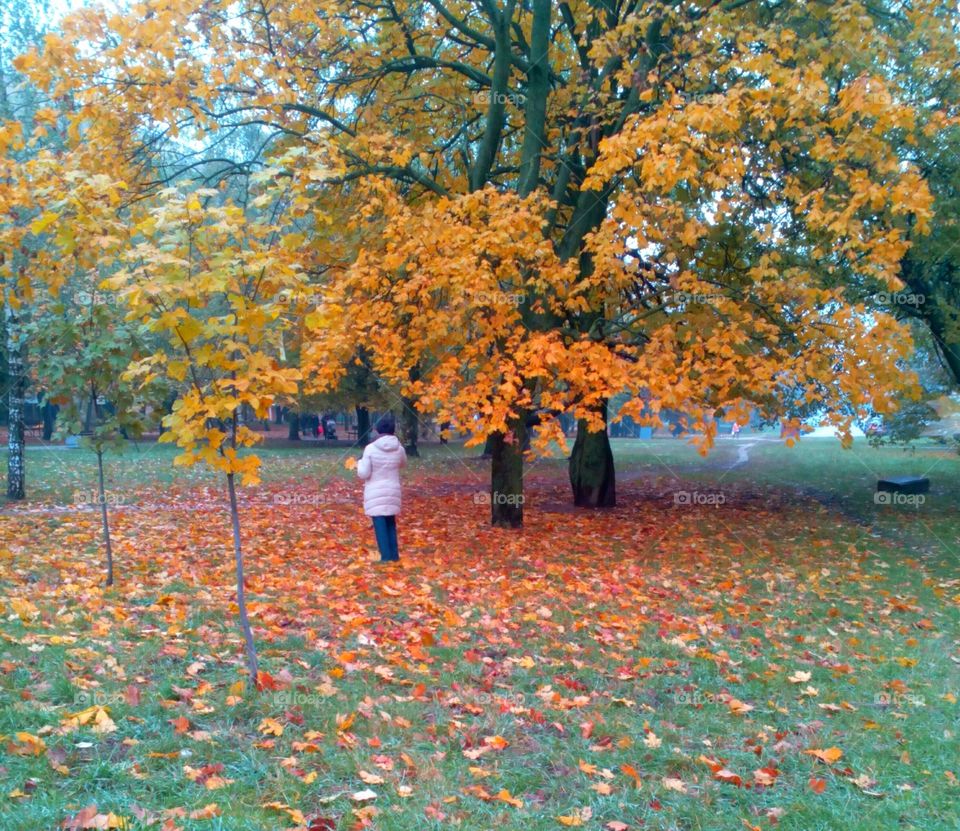 Fall, Leaf, Tree, Park, Season