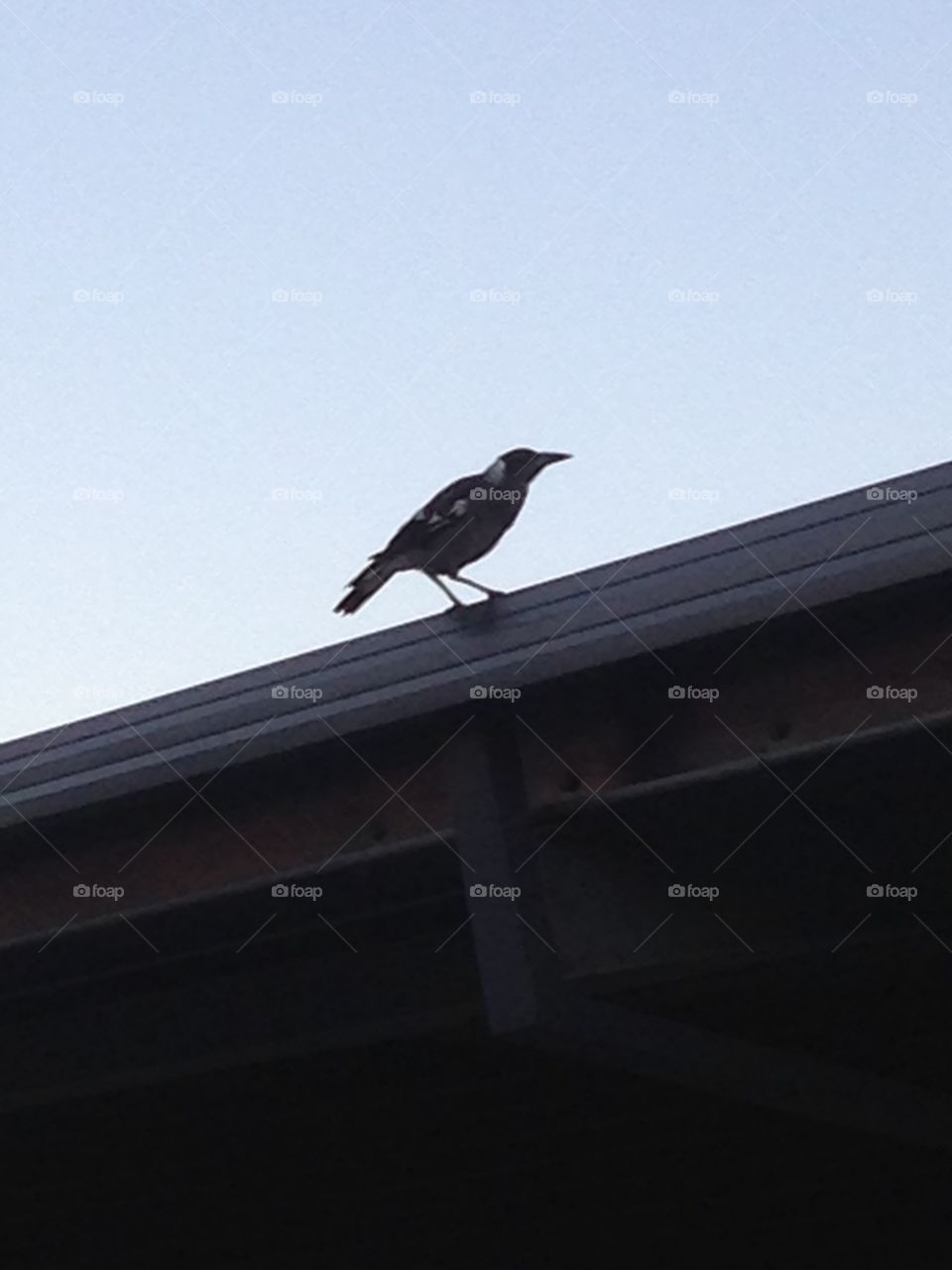 Magpie on the roof