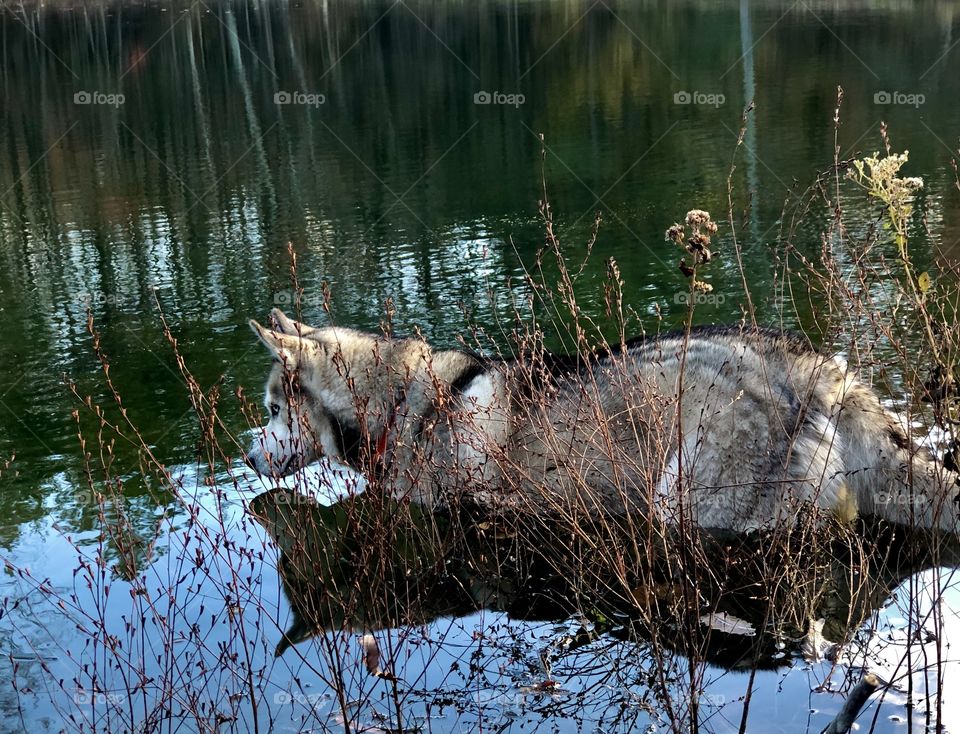 Not the best fishing companion....