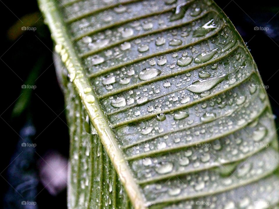 Close-up of rain drops on leaf