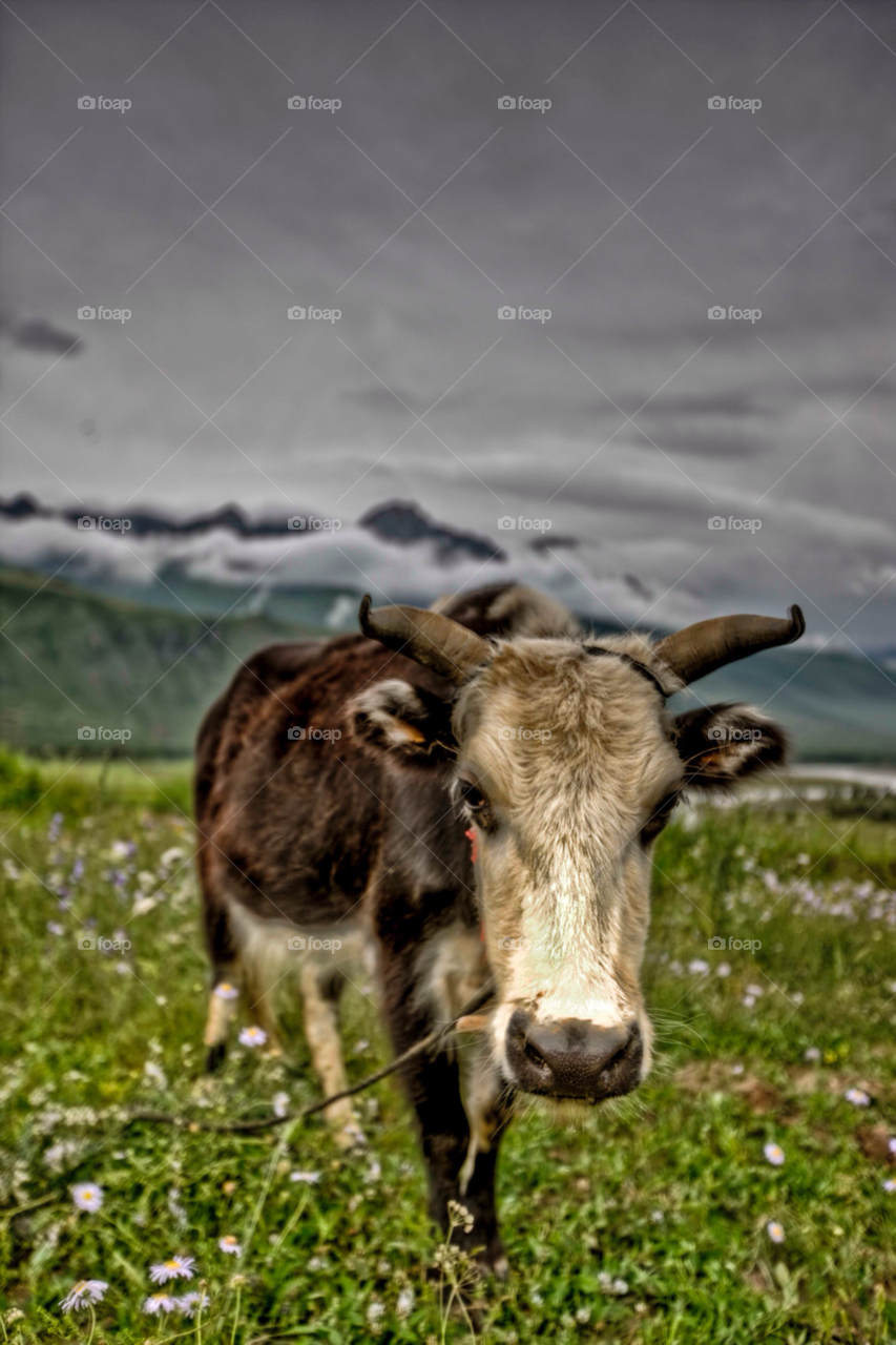 field close china animal by paulcowell