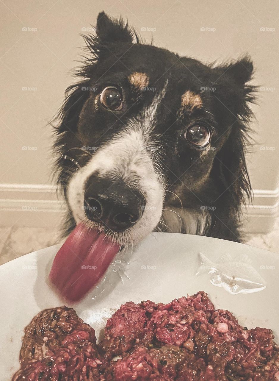 Cute border collie eating raw food 