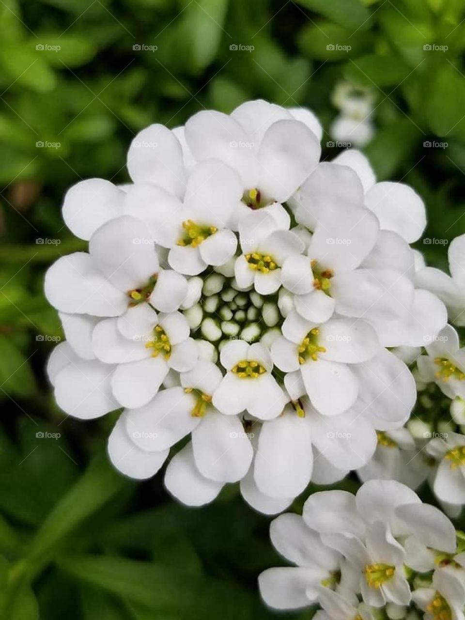 A fabulous plant that should not be overlooked. Iberis sempervirens (Evergreen Candytuft) is an enchanting low, sprawling, woody-based perennial that will charm your garden in mid to late spring.