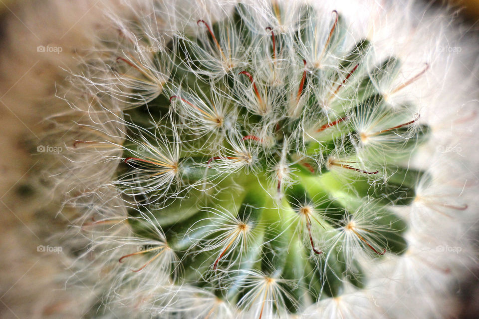 Cactus from above