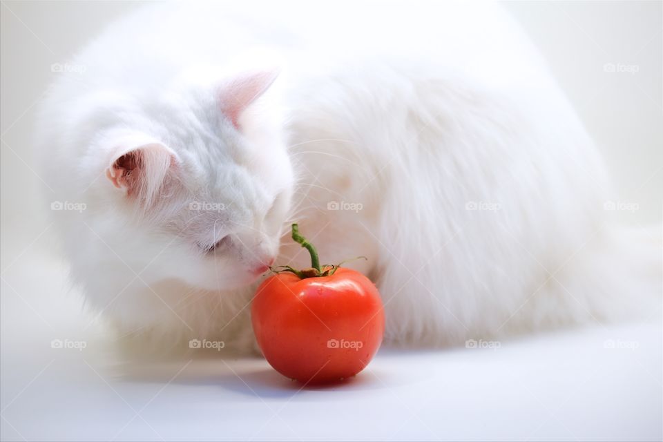 Norwegian forest cat smelling red tomato
