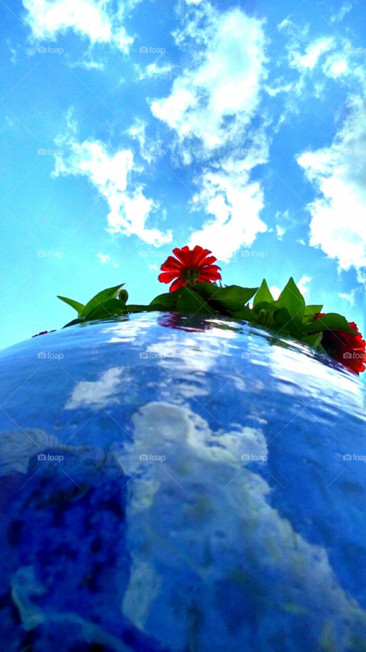 sky planter blue flower abstract unusual angle
