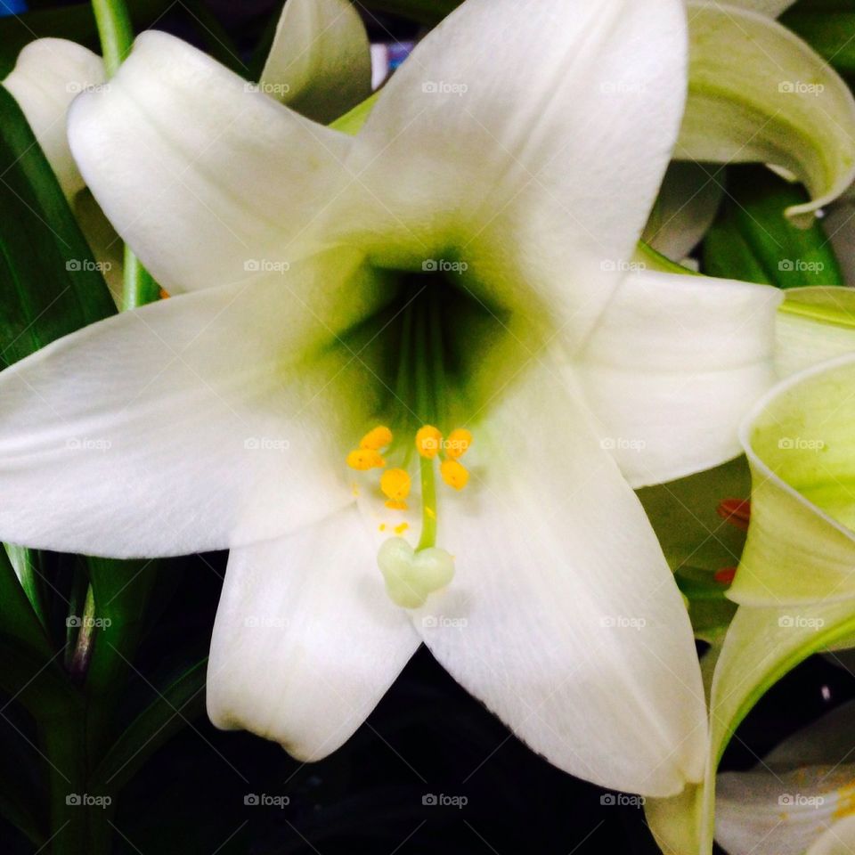 Easter Lilly
