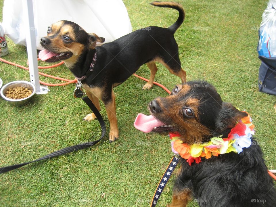 Jimmy Buffett Concert