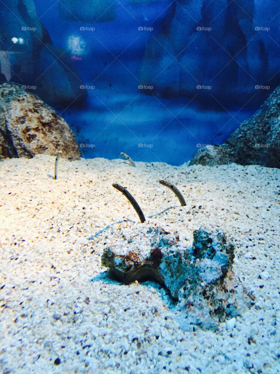 Sea life ocean world. Snake looking fish at the Sea life ocean world in Bangkok, Thailand. 