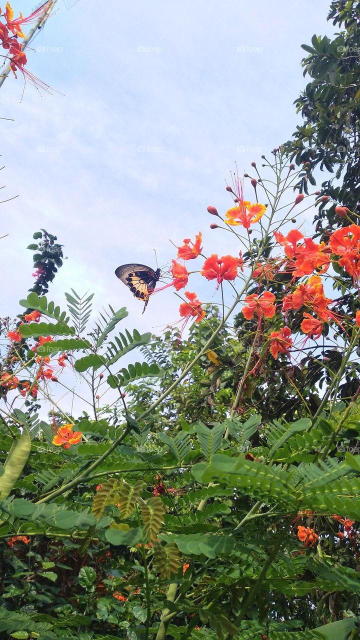 Natural background with flowering plants