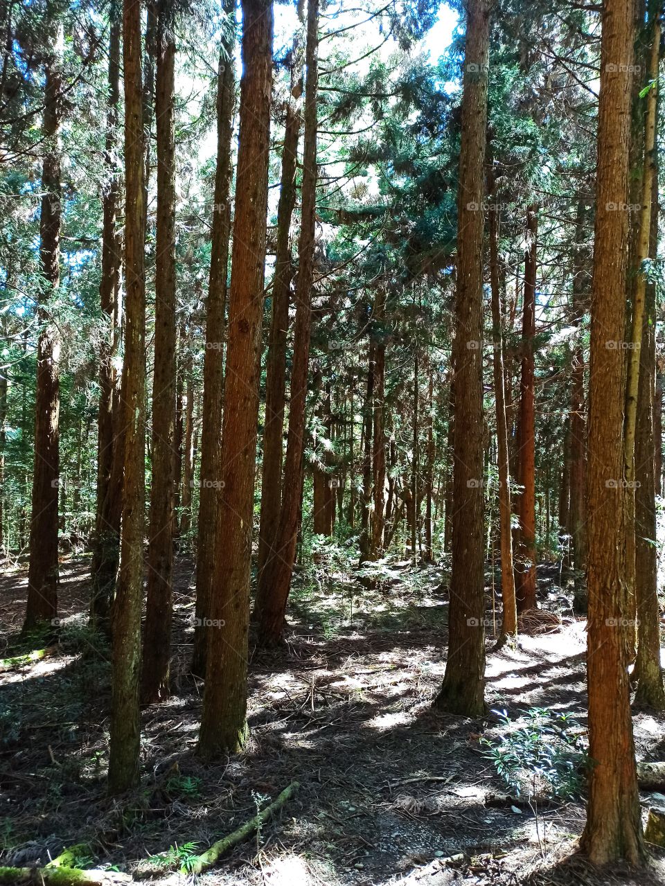 Shadows in the woods.