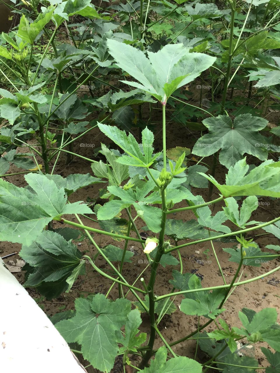 Ladyfinger flower in my little kitchen garden 