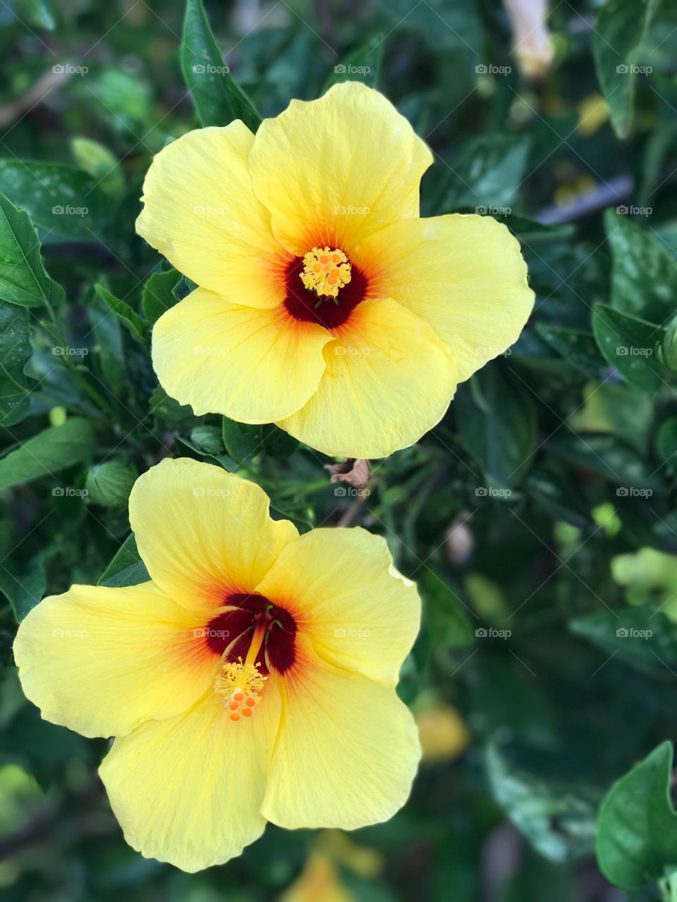 Flowers in Maui