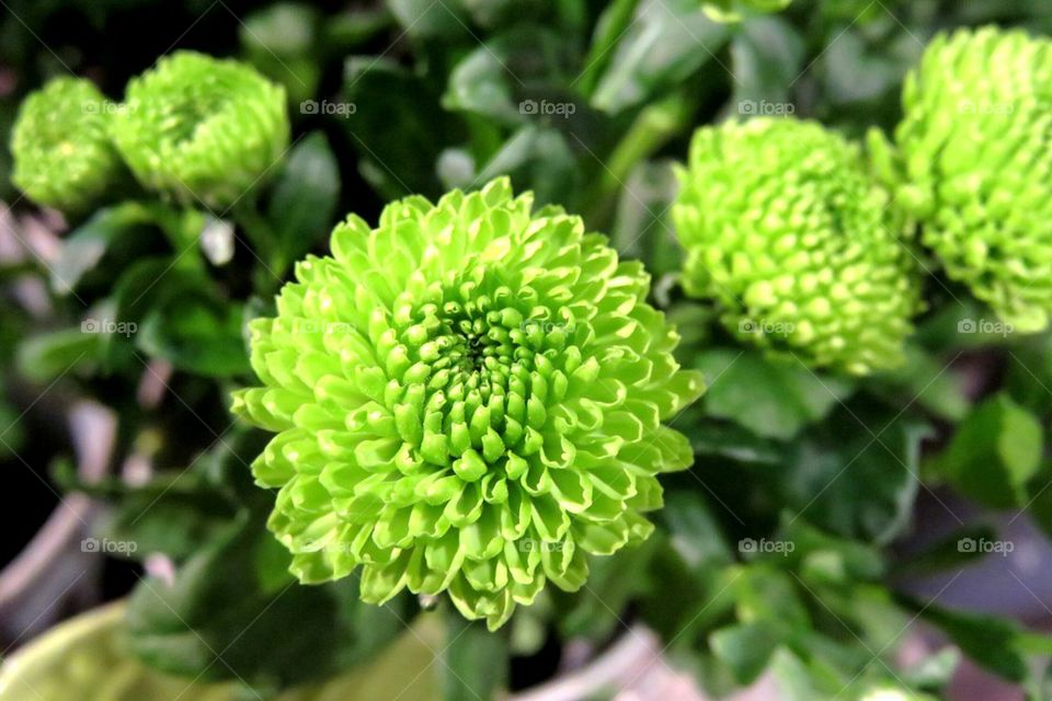 green flower