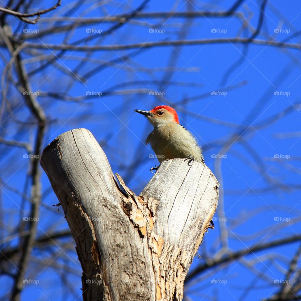 On the lookout 