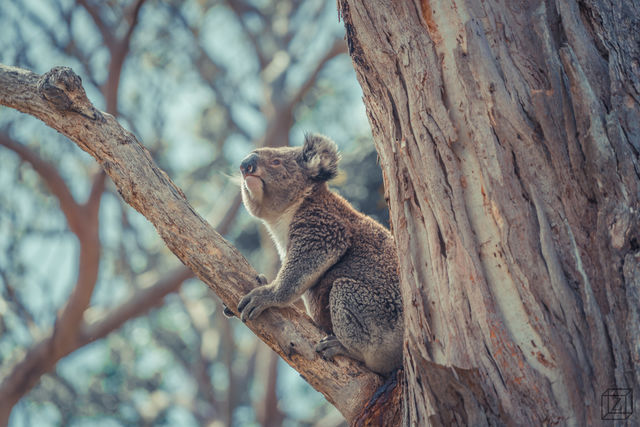 Kewl Koala