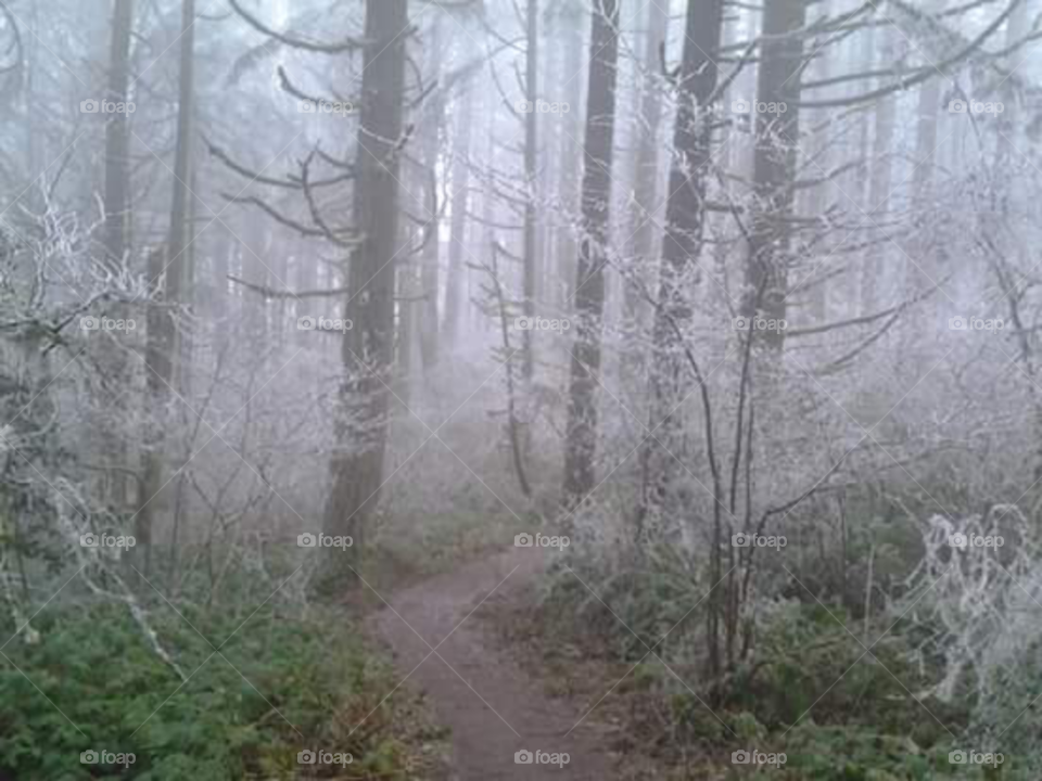 hiking looking at trees