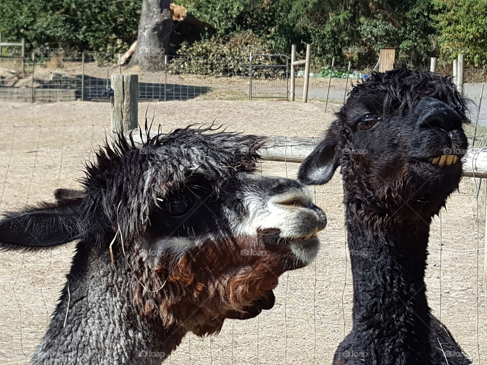 Cute alpacas