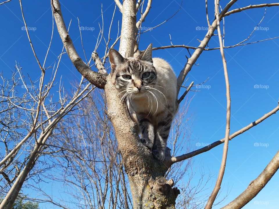 my cat on a tree in the garden