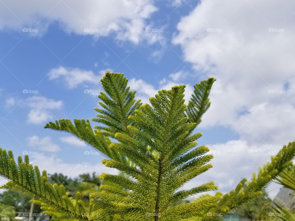 copy space, wilderness