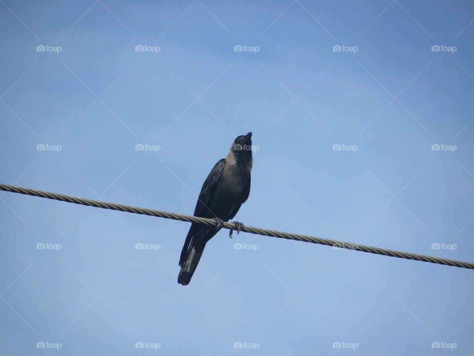 crow on the wire
