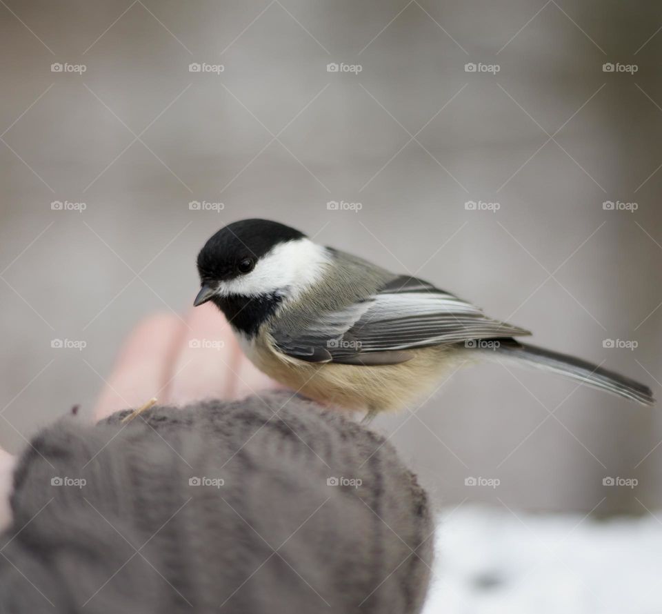 Hello, My feathered Companion ; Close up Black Capped Chickadee perched on a woman’s hand with a wintery background 