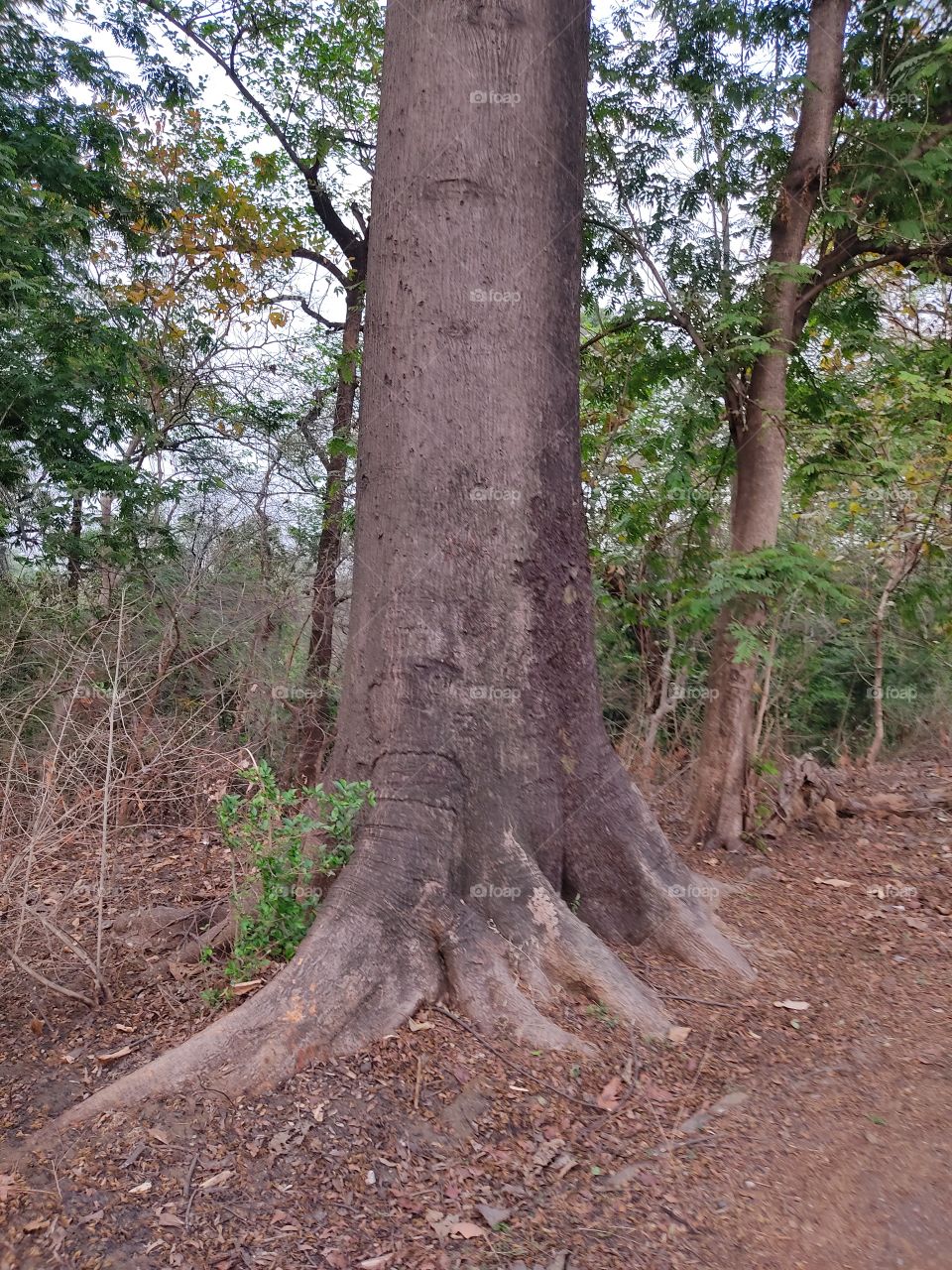 Beautiful😍 Tree trunk🌳photo📷