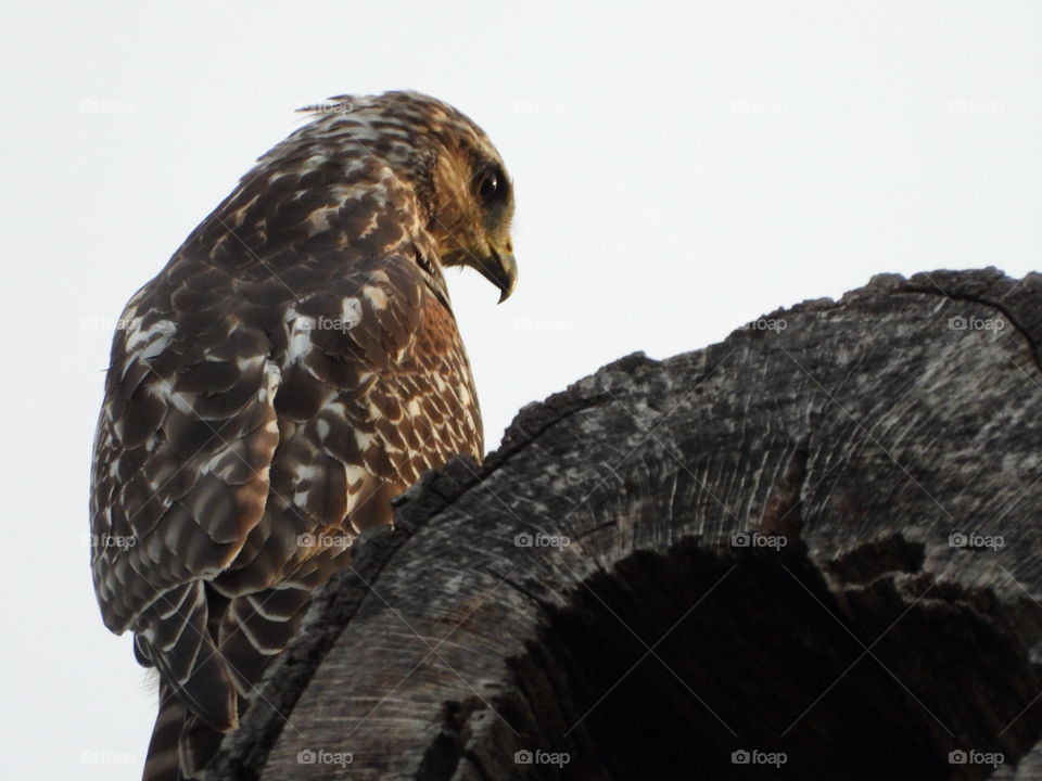 Closeup of Florida hawk on top of hollow tree