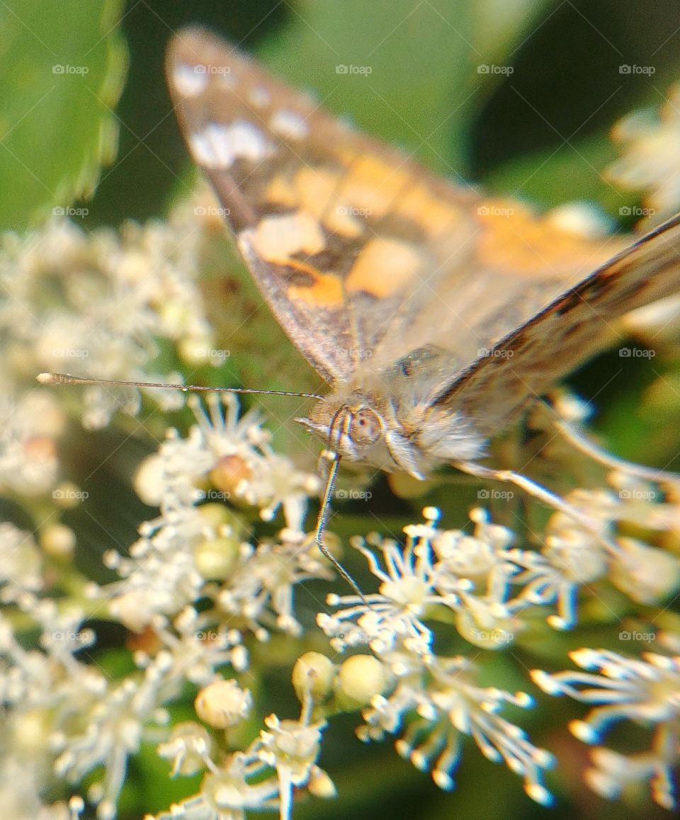 Schmetterling Insekt Rüssel Blüte blühen bestäuben fliegen Flügel