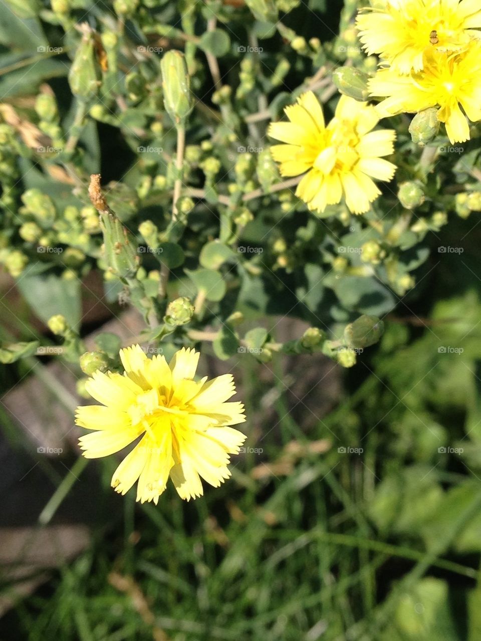 Lettuce blooms 