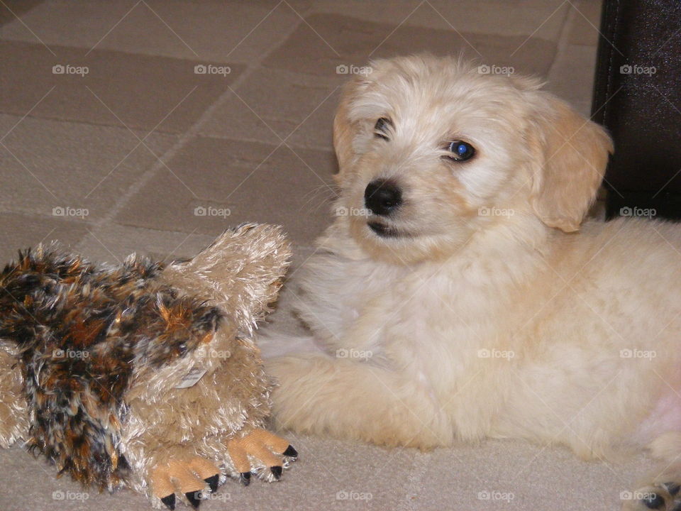 Golden doodle puppy, Allie, posing for the camera.