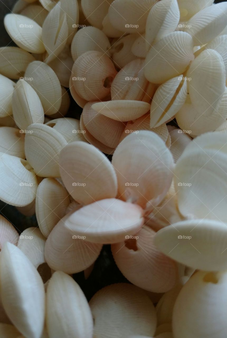 Sea Shells