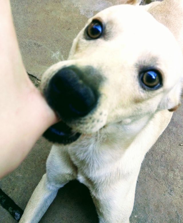 Funny dog