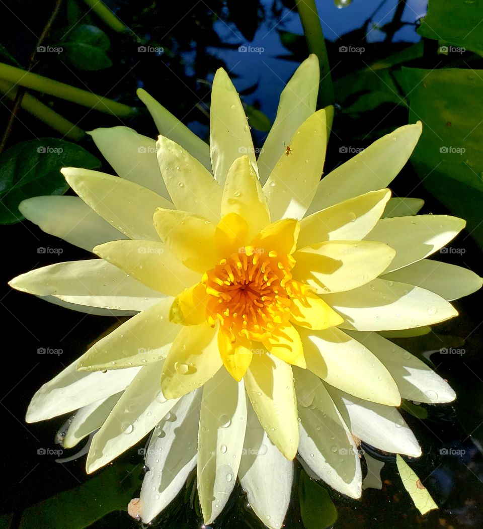 waterlilly