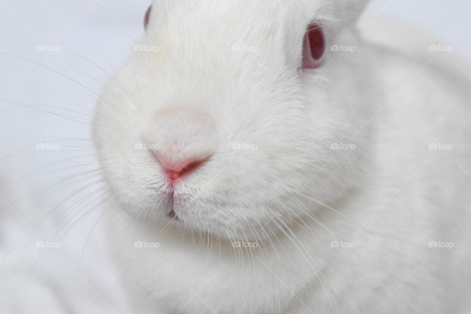 White bunny rabbit